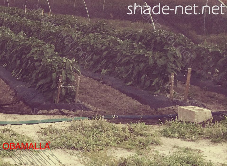 Crops protected using the shade cloth.